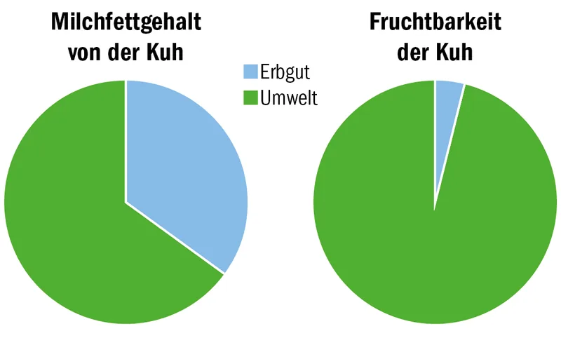 Der Weg zur idealen Kuh: Zuchtziele setzen und mit gezielter Anpaarung erreichen