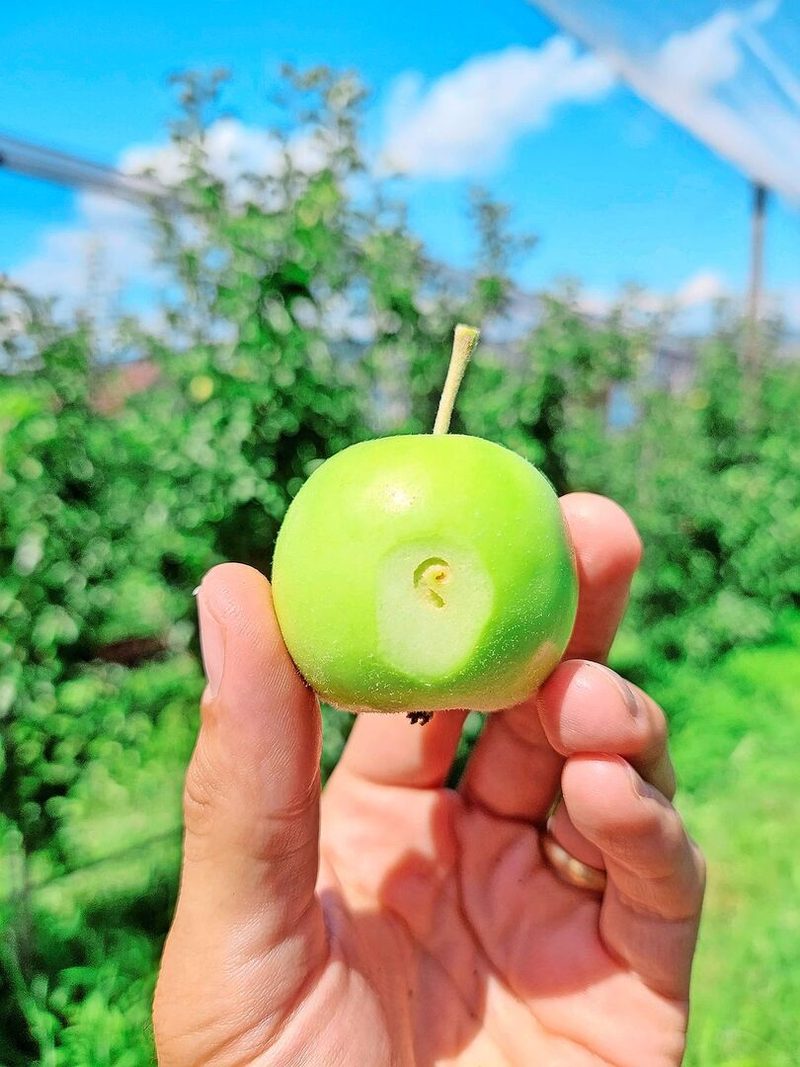 Die Raupen legen beim Einbohren in die Frucht einen typischen, spiralförmigen Gang unter der Fruchtoberfläche an.