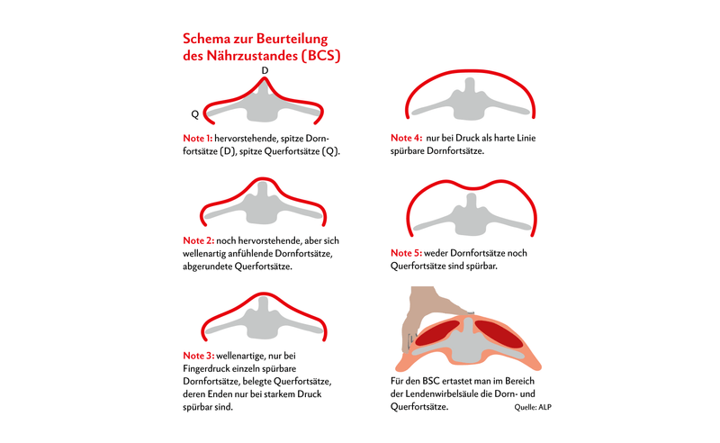Neonatales Atemnotsyndrom (NANS) bei Lämmern und Gitzi