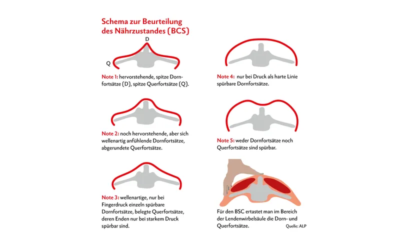 Neonatales Atemnotsyndrom (NANS) bei Lämmern und Gitzi