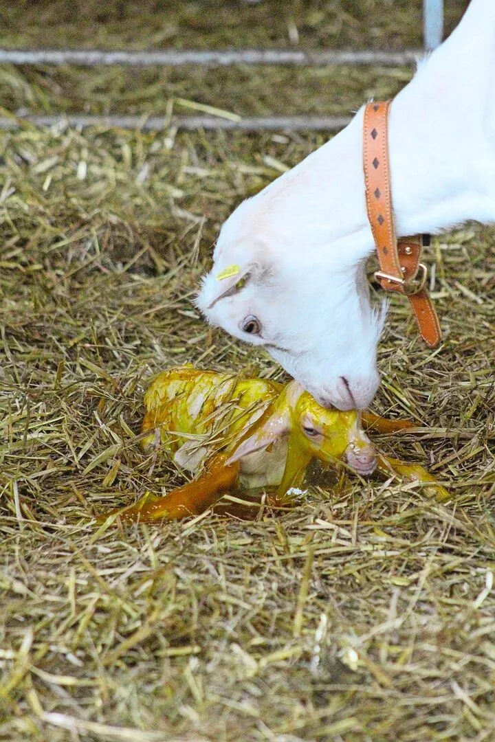 Gesunde Neugeborene können bereits wenige Minuten nach der Geburt den Kopf heben und halten.