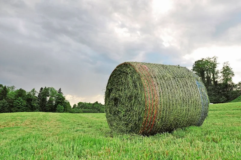 Unberechenbare Natur: Noch scheitert die KI in der Landwirtschaft oft an der Komplexität von Wetter und Ökosystem.