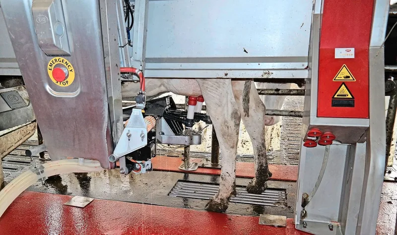 Künstliche Intelligenz wird in der Landwirtschaft heute bei Maschinen verwendet, die Muster erkennen können – zum Beispiel in Melkrobotern.