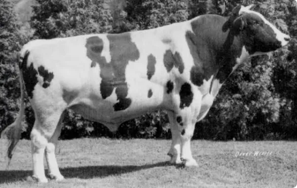 Elevation und Pawnee Farm Arlinda Chief – zwei Holsteinstiere, welche die Rasse bis heute nachhaltig beeinflussen