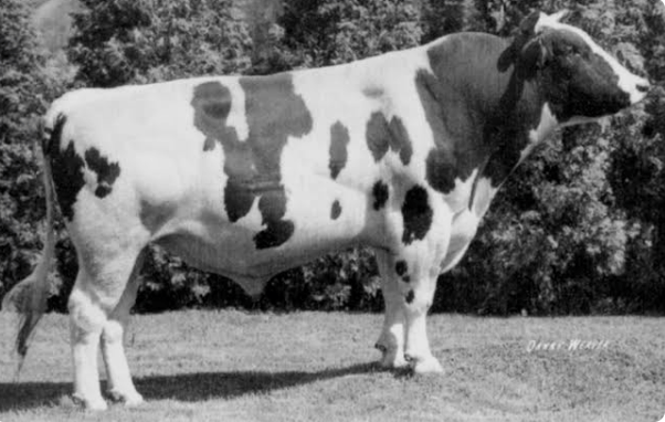 Elevation und Pawnee Farm Arlinda Chief – zwei Holsteinstiere, welche die Rasse bis heute nachhaltig beeinflussen