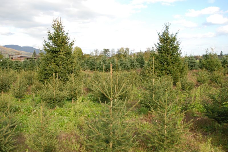 Darum lohnt sich ein Schweizer Weihnachtsbaum