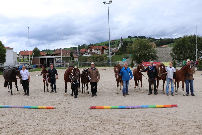 Nevio gewinnt die Fohlenschau in Plaffeien