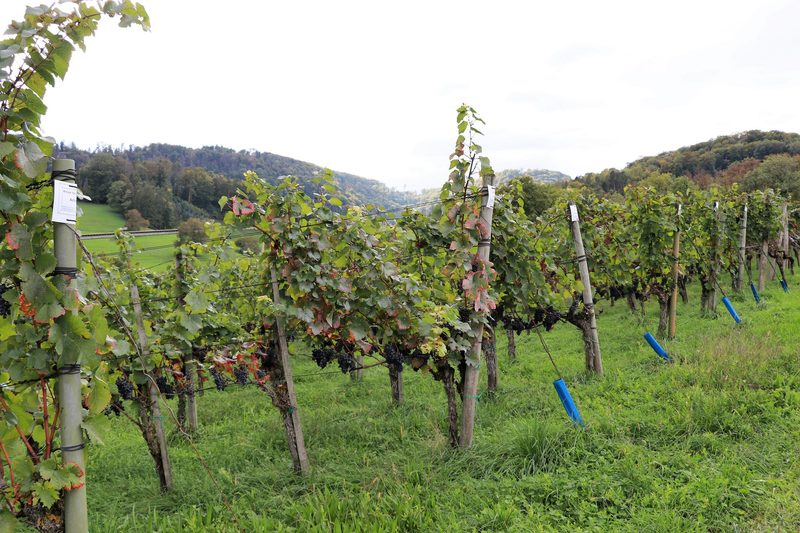 Judith Schödlers Wein schmeckt nach Süden
