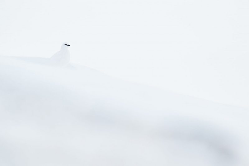 Vogelwarte: Buntspecht im Nebel als bestes Vogelfoto gekürt