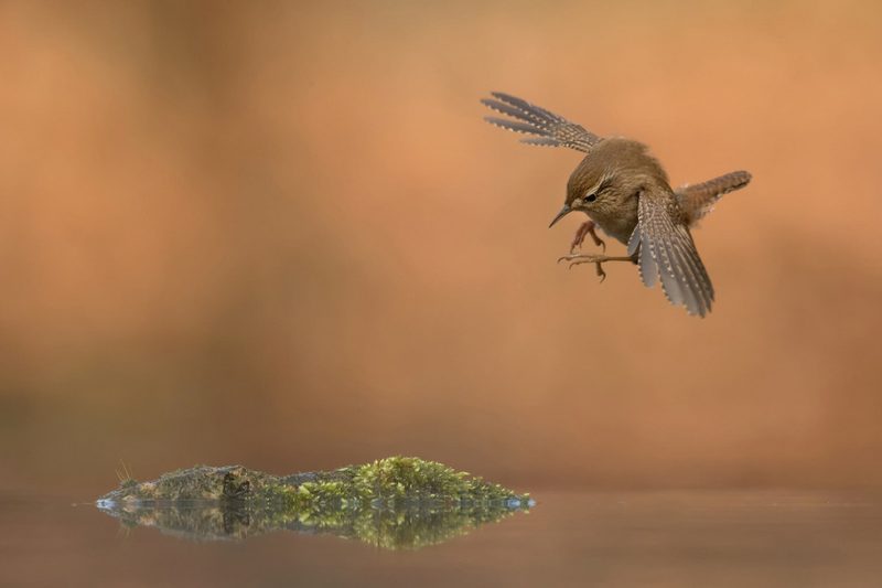 Vogelwarte: Buntspecht im Nebel als bestes Vogelfoto gekürt