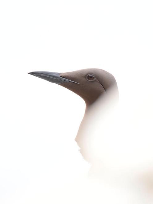 Vogelwarte: Buntspecht im Nebel als bestes Vogelfoto gekürt