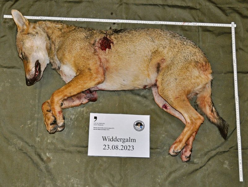 Auch im Kanton Freiburg wurde kürzlich reguliert: Wildhüter haben am 23. August im Gebiet Widdergalm einen Wolf erlegt.