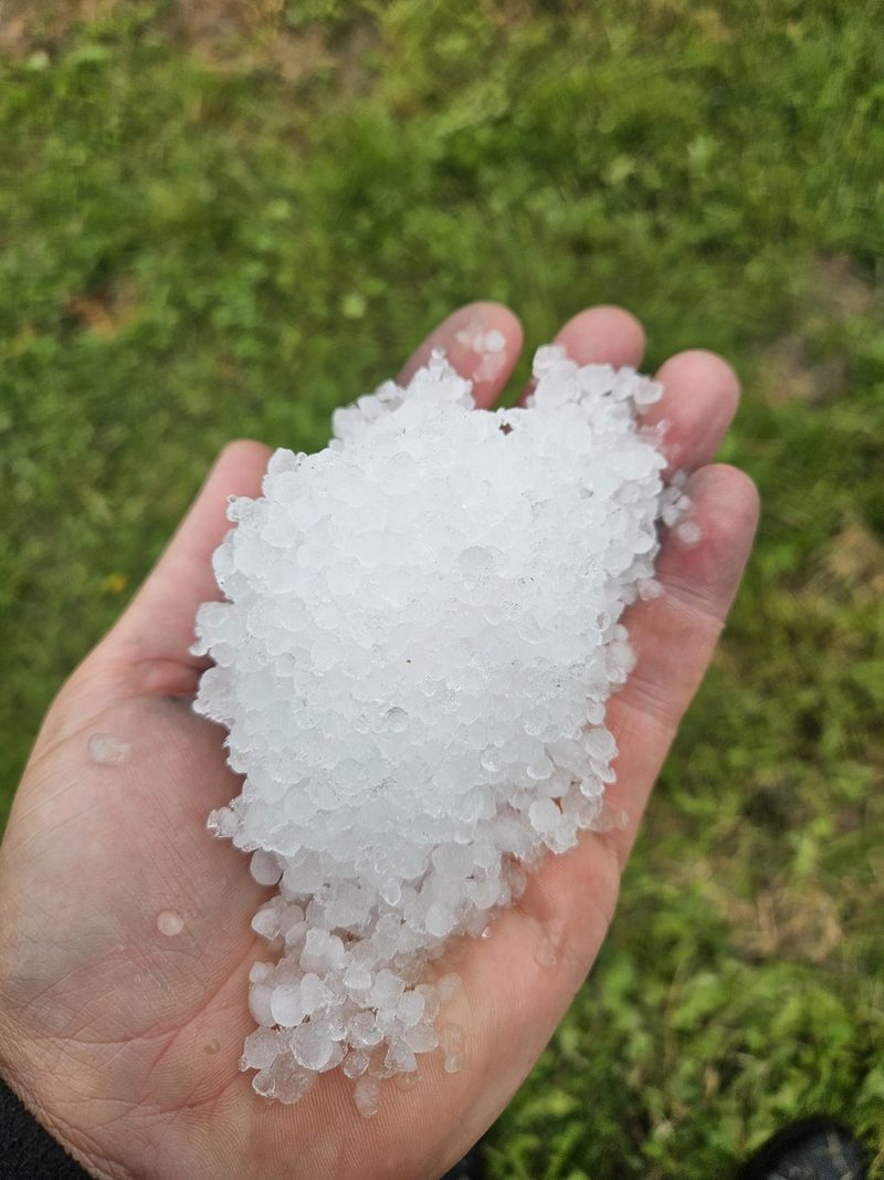 Fall im Seeland: Warum feiner Hagel Kirschen beschädigt, aber Mais praktisch verschont