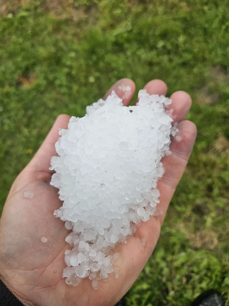 Fall im Seeland: Warum feiner Hagel Kirschen beschädigt, aber Mais praktisch verschont