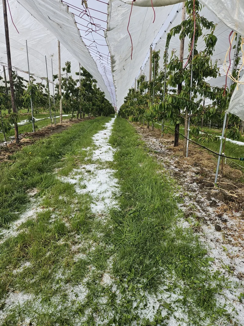 Fall im Seeland: Warum feiner Hagel Kirschen beschädigt, aber Mais praktisch verschont