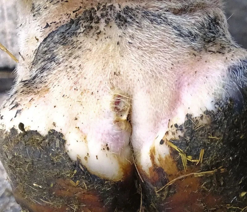 M1: Aktue Veränderung. Ansteckend! Wunde kleiner als 2 cm.