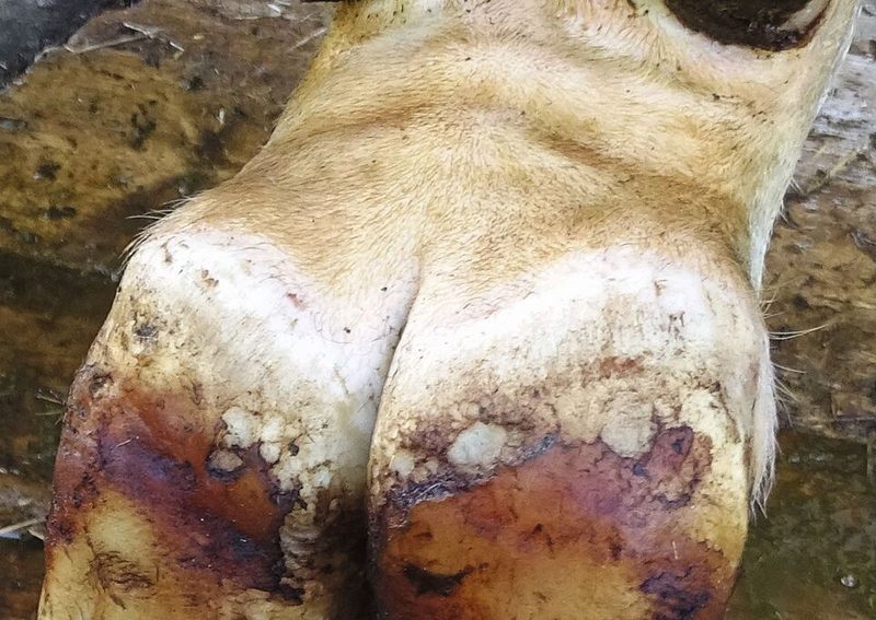 M0: Gesunde Haut. Keine Mortellaro-Infektion.
