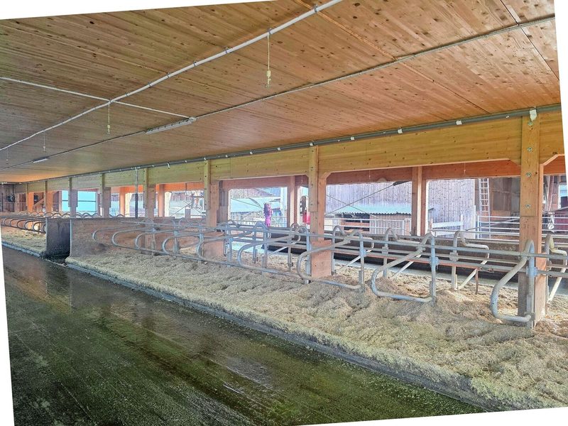 Der neue Kuhstall entstand 2023. Gemolken wird im Melkstand, der im alten Stall platziert wurde. Ueli Gfeller sucht nach kostengünstigen Lösungen mit optimalem Komfort für Mensch und Tier.