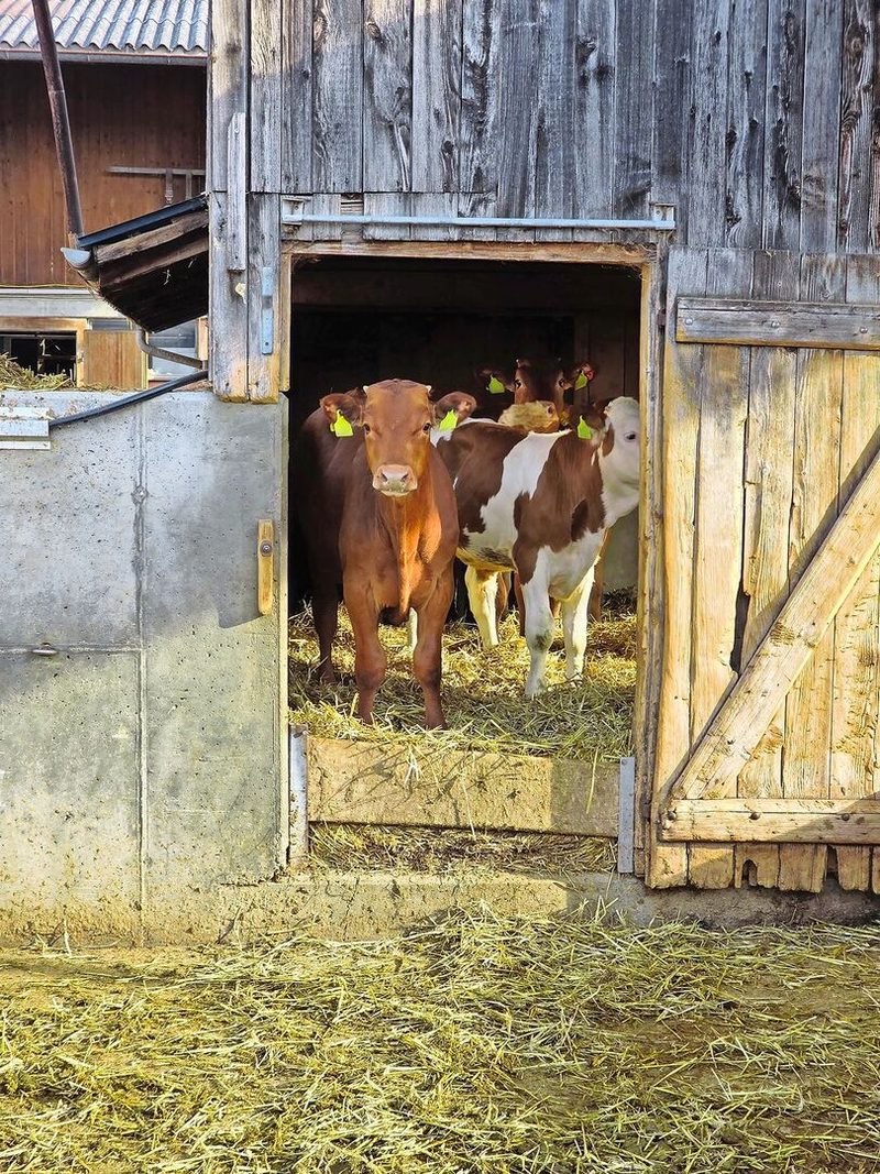 Die Ställe sind in Eigenregie entstanden. Kostengünstige Lösungen gehen hier mit Tierkomfort einher.