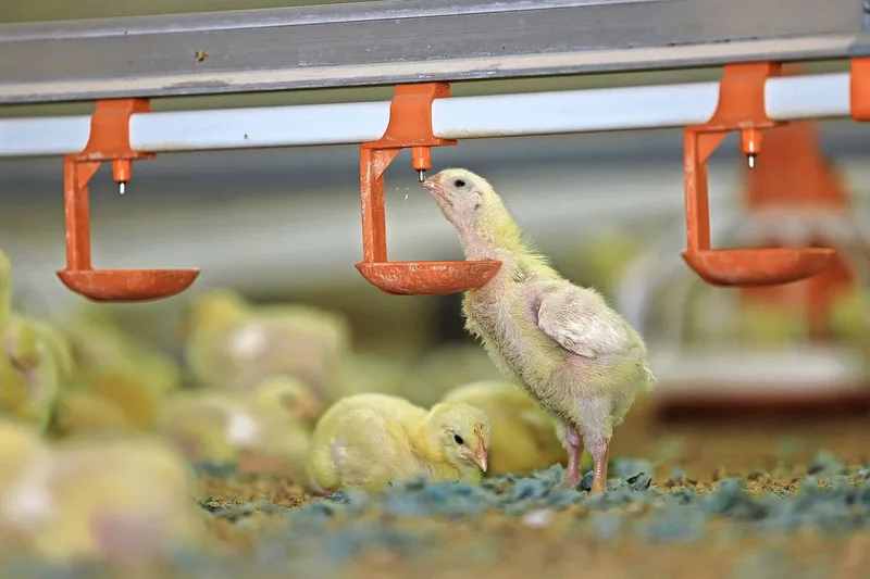 Die Höhe der Tränken ist der Grösse der Tiere anzupassen.
