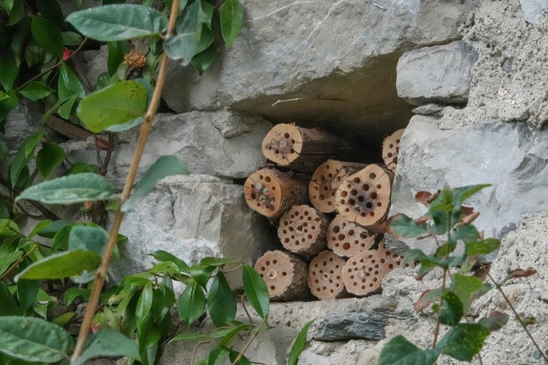 Mit diesen Tipps helfen Sie Wildbienen im eigenen Garten