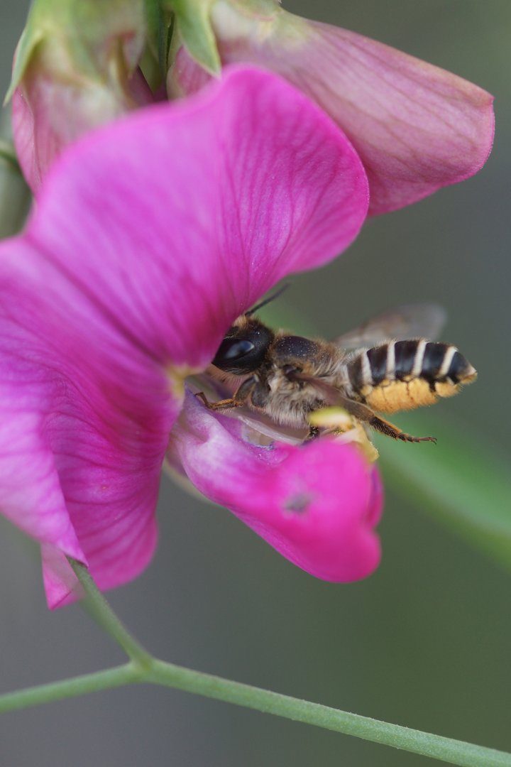 Mit diesen Tipps helfen Sie Wildbienen im eigenen Garten