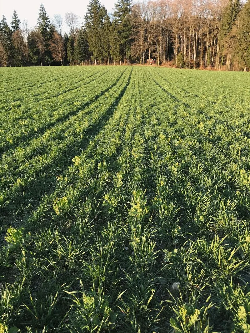 Hier wurde nach der Einarbeitung der Gründüngung im Herbst ein Wintergrün-Gemenge ausgesät. In diesen Bestand werden direkt Kartoffeln gepflanzt