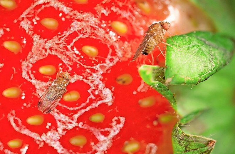 Ab Frühling müssen alle Beerenbetriebe die Entwicklung der Kirschessigfliege überwachen und gegen sie aktiv werden.