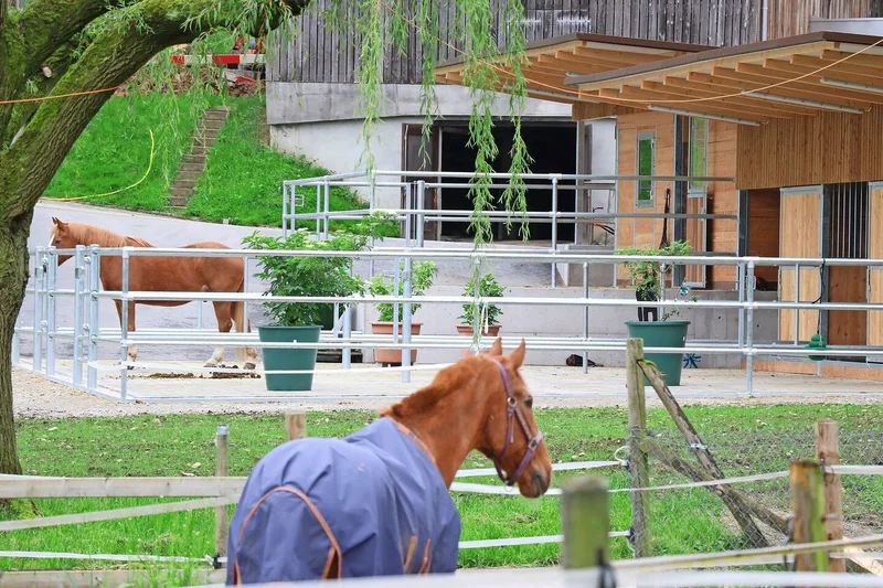 Ein guter Stall bietet nicht nur Schutz, sondern auch Bewegungsfreiheit. Grosszügig bauen nützt dem Tierwohl und der Nachfrage nach Pensionsplätzen.