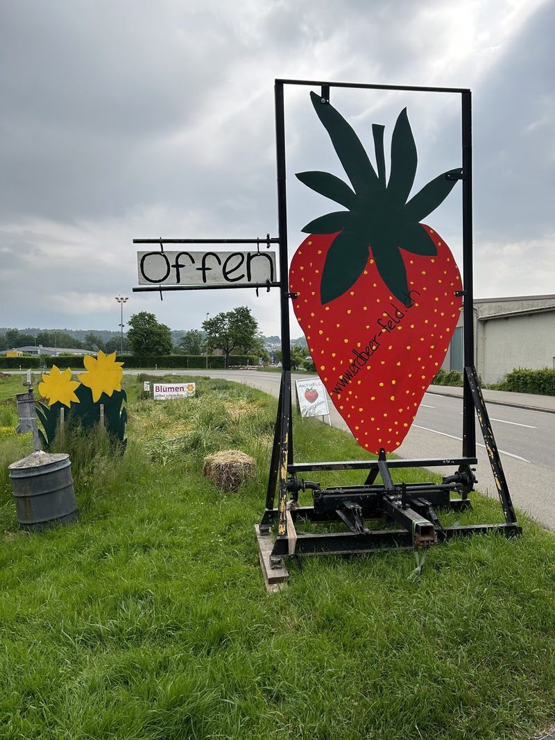Naschen und Vernaschen am Single-Event auf dem Erdbeerfeld