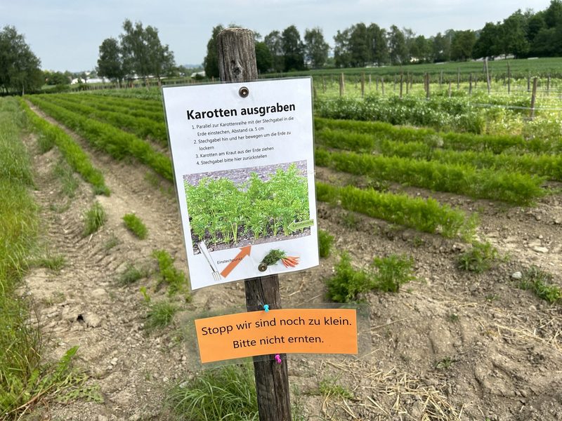 Naschen und Vernaschen am Single-Event auf dem Erdbeerfeld