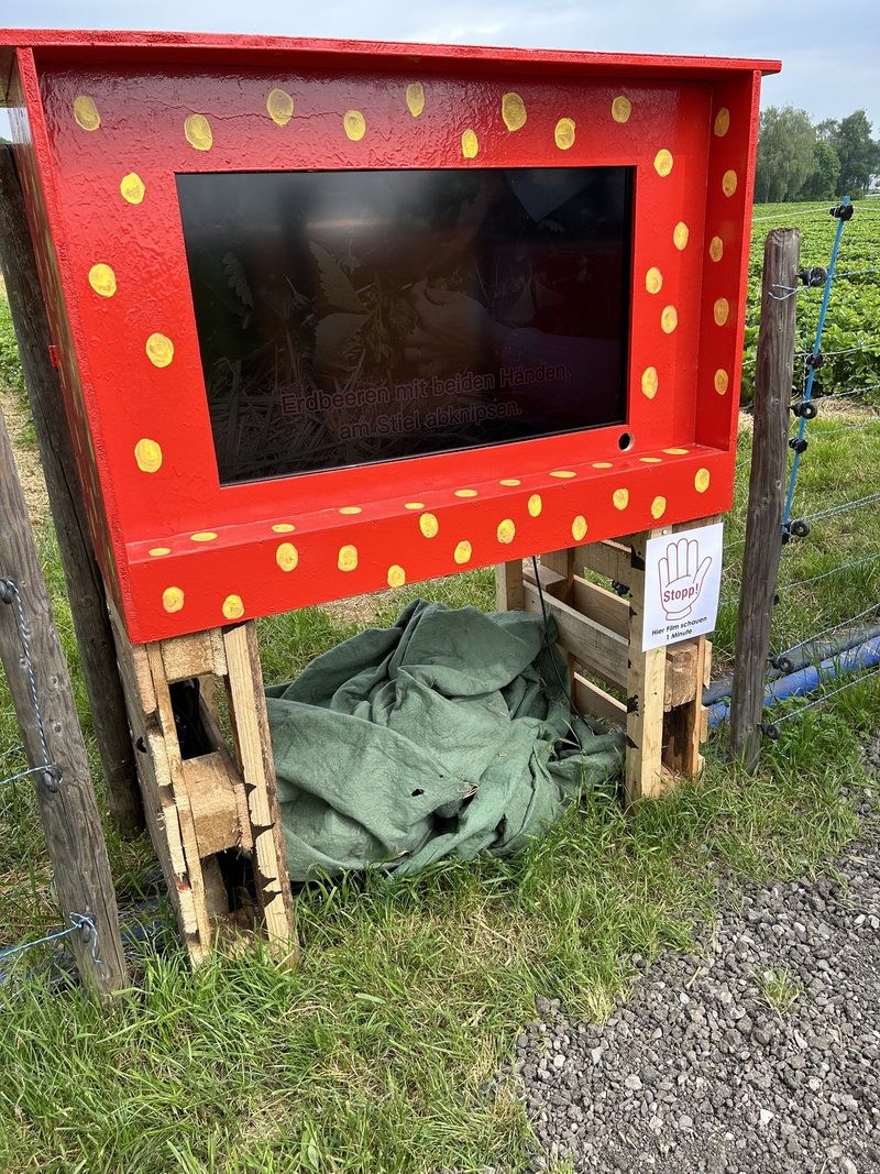 Naschen und Vernaschen am Single-Event auf dem Erdbeerfeld