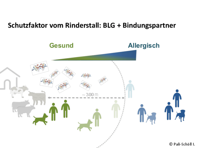 Ein Bauernhof schützt vor Allergien – bis auf 300 Meter Abstand
