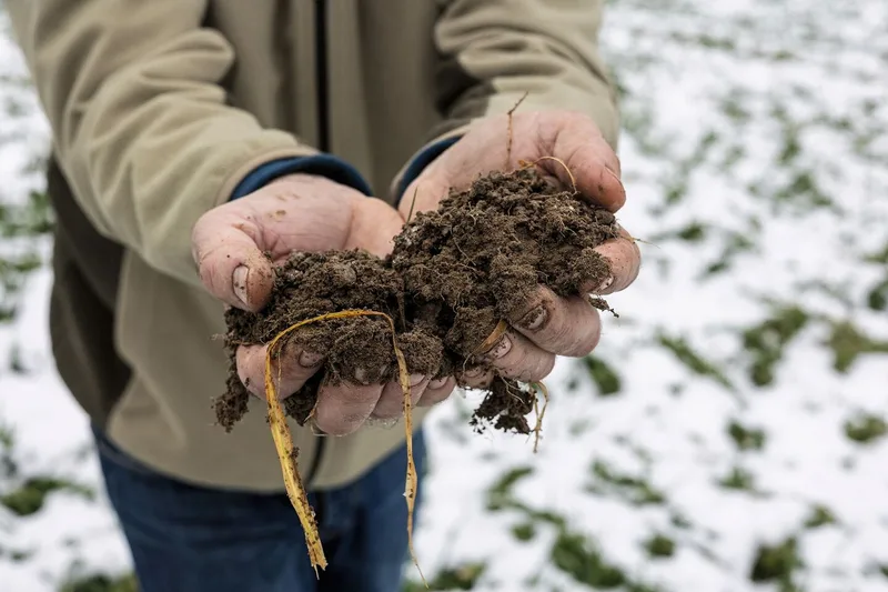 Der Ackerboden zeigt sich gut durchwurzelt und luftig. Hier kann Regenwasser gut infiltrieren. Was besonders bei Hanglage sehr wichtig ist, um Erosion zu vermeiden.