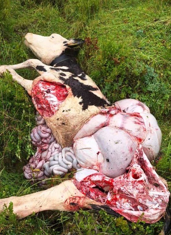 Glarus Süd - Kalb von Wölfen getötet