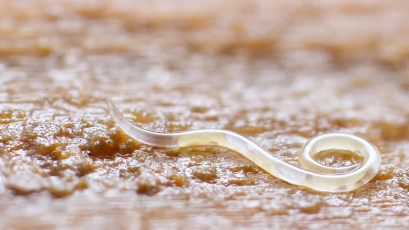 Makroaufnahme einer Nematode