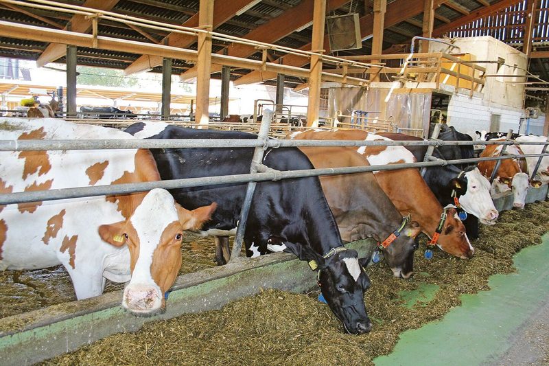 Die Betriebsgemeinschaft kreuzt bei ihren Holstein-Kühen auch schon mal Jersey ein. Sie achten auf lange Zwischenkalbezeiten, bis die Milch zurückgeht.