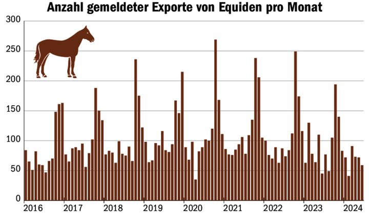 Die Exportzahlen der Schweizer Pferde nehmen seit Corona wieder ab. Der Freiberger ist betroffen.
