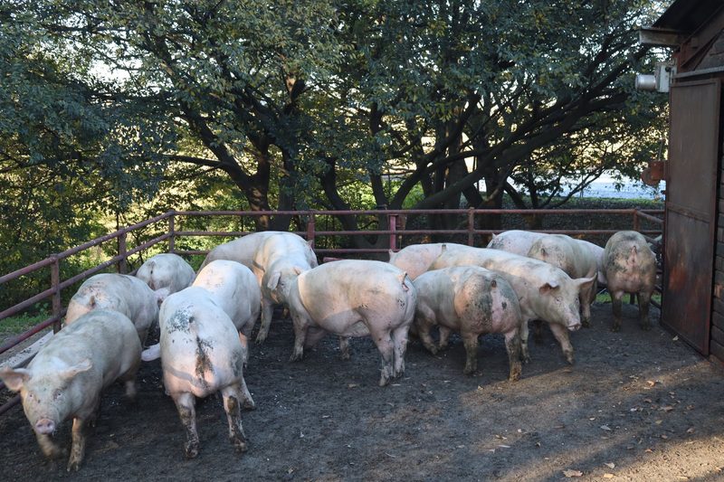 Was in der südafrikanischen Schweinebranche zählt, ist Effizienz