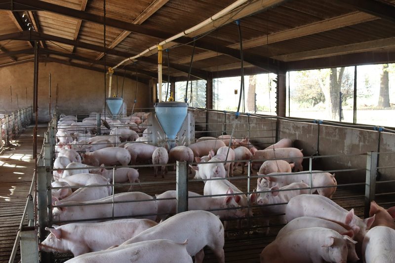 Was in der südafrikanischen Schweinebranche zählt, ist Effizienz