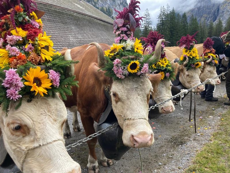 Amylou geht im Sommer ins Gasteretal auf die Alp