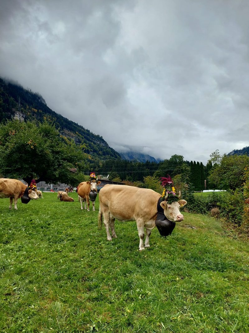 Amylou geht im Sommer ins Gasteretal auf die Alp