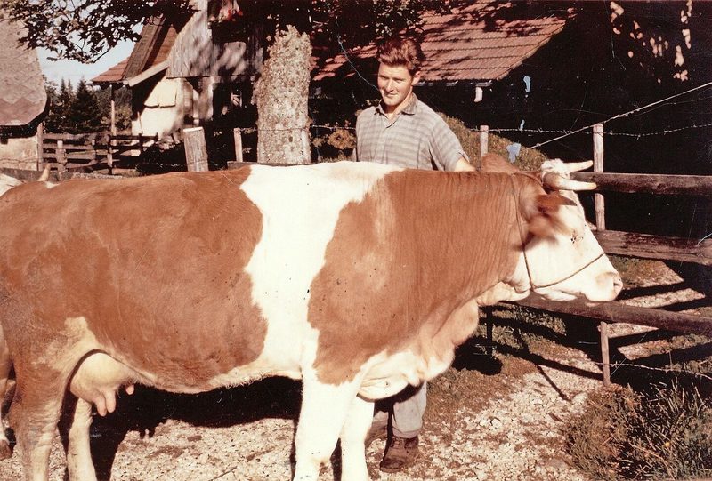 Im Jahr 1967: Alfred Bühler mit seiner Engollon. Eine typstarke Kuh mit einem Euter, wie es damals üblich war.
