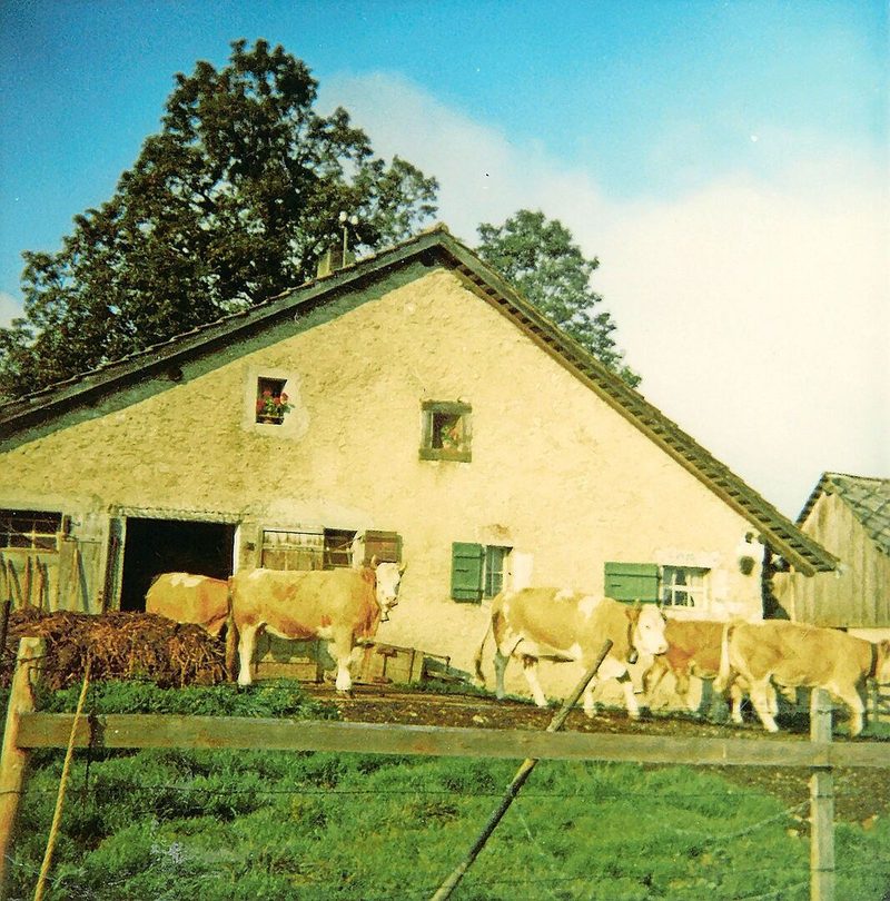 So sah das Twannbergli im Jahr 1968 aus. Die Kühe, damals noch alles reine Simmentaler, werden auf die Weide gelassen.