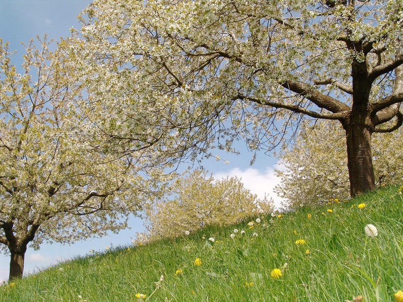 Alles in Blüte, aber latente Angst vor Spätfrösten