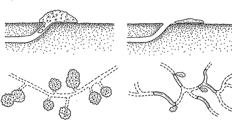 Die Bauten und Haufen der Schermaus (links) im Vergleich zu den Bauten und Haufen der Feldmaus (rechts). Grafik: Agridea