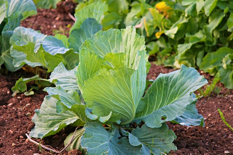 Die Wirksamkeit von Hausmitteln gegen Pflanzenschädlinge und -krankheiten ist selten erwiesen. Manche Hobby-Gärtner sind aber davon überzeugt und machen gute Erfahrungen damit, wie die Vielzahl an Rezepten und Berichten vermuten lässt. (Bilder Pixabay)