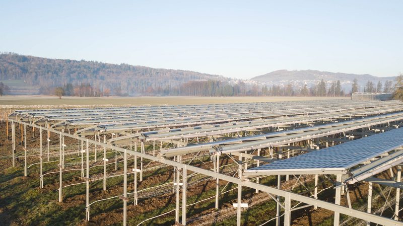 Heinz Schmid kombiniert Himbeeren mit Solarstrom