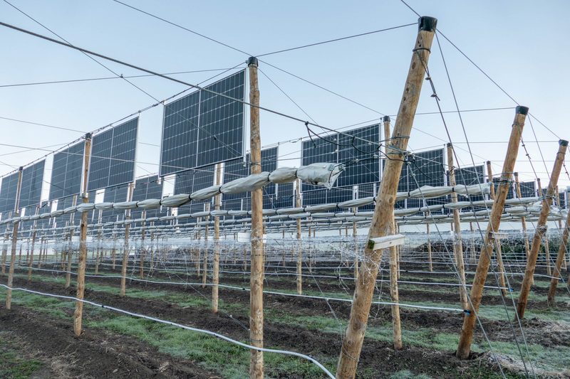 Heinz Schmid kombiniert Himbeeren mit Solarstrom