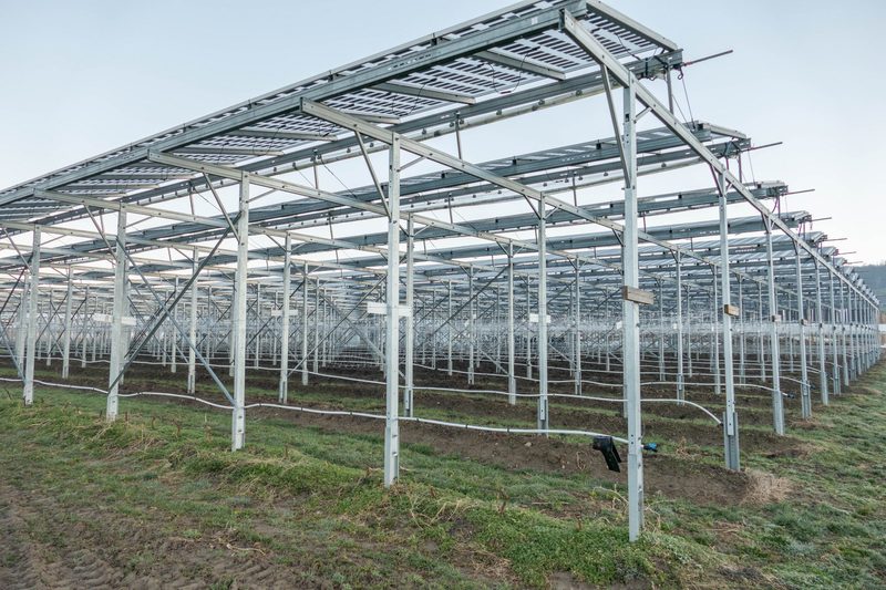 Heinz Schmid kombiniert Himbeeren mit Solarstrom